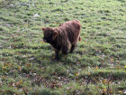 I saw a highland cow calf in the park!