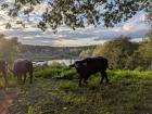 Can you guess the bison that charged at us?
