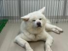 Akita Dog! This one's name is Kyo! (きょう)