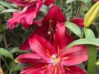 Beautiful flowers blooming on campus