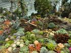 Various plant species at the botanical garden!