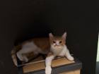 A cute cat sitting on top of a box