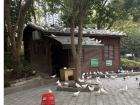 A flock of white pigeons at a park