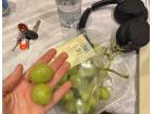 The fruit here, like these grapes, is gigantic!