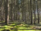 Here's the forest where we found all the mushrooms