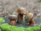 These are a few examples of what mushrooms we could eat, Maronen, Flockenstieliger Hexenröhrling, and Steinpilz. Pictured is the Flockenstieliger Hexenröhrling!