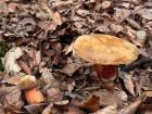 Hidden on the forrest floor, this is why it was so exciting to find one. So many things for them to blend in with, we would all cheer when one was found!
