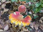 The pretties ones can be very poisonous, this is a fly agaric (Amanita muscaria)