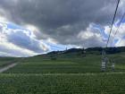This is example of how large the vineyards are