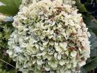 These flowers have lost their color, but they are still beautiful!