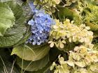 Flowers on the same bush change color at different times, here, meaning that the colors don't fade at the same time 
