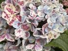 As the season ends, the colors change--how many different colors can you count on these flowers?