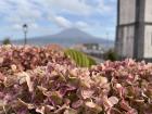 These hydrangeas look out over an old clock tower, and you can even see Pico, another island, in the background!