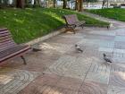 Pigeons in Parque San Lazaro! Don't be fooled...they are not nice