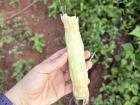 Eating fresh sugarcane on a hike. You chew it and suck up all its juices, and then spit it out