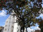 This was growing in the streets of La Plata