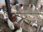 Gallinas que vacunamos