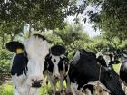 Las vacas típicas que veo en la finca