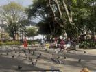 Muchos aves en el Parque Central de Antigua