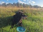 My host's dog Cosmo and his favorite frisbee
