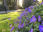 Flowers at the cemetery near my house