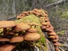 The most mushrooms I've seen at one time