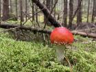 Fly agaric mushrooms are cute but extremely poisonous!
