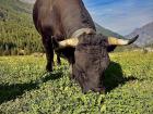 A Cogne heifer