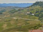 Here you can see the beautiful vinyards of Alba in the Piedmonte region!