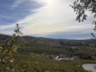 Along with vineyards in this photo, you can also see the natural trees that are kept around vineyards in order to keep the good bugs around!