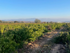 Autumn arrives at one of the many vineyards in La Rioja
