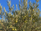 I never knew olives grew on trees... did you?