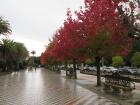 Noia, too, has an alameda. Ours features some trees that would be more at home in Canada than northern Spain.