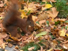 Observed a red squirrel when walking through a park