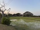 A rice paddy at sunset