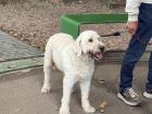 A cute dog spotted at a park in Aachen