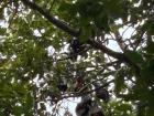 Fruit bats in the canopy