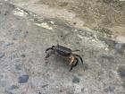 Crab friend!