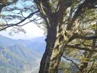 Taiwan beech growing at about 6000 feet elevation
