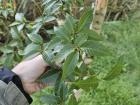 Taiwan beech has slender leaves and pointy buds