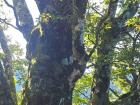 Moss and lichens growing on tree bark