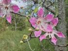 Beautiful large flowers of the silk floss tree