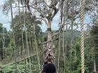Beautiful Canopy Walk