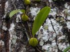 Next week I will be trying to track down some of Nepal's rare orchid species