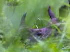 A one-horned rhino in the grass at Chitwan National Park
