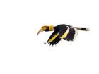 A great hornbill (vulnerable) flies over Chitwan