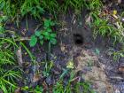 A pangolin burrow deep in the forest of Chitwan National Park