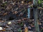 A camera trap is placed at a pangolin burrow