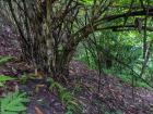 Bamboo forests provide ideal habitat for pangolins