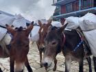 Teams of donkeys carry critical supplies to even the most remote teahouses